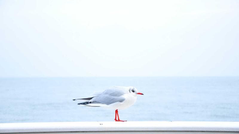 Gratis-Apps: Premium-Software kostenlos für kurze Zeit