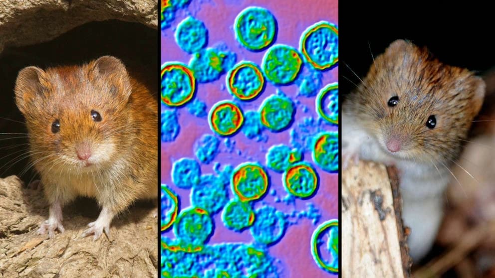 Infizierte Mäuse tragen das Hantavirus ein Leben lang, werden aber selbst nicht krank. Über ihren Kot und Urin können sie es aber auf den Menschen übertragen