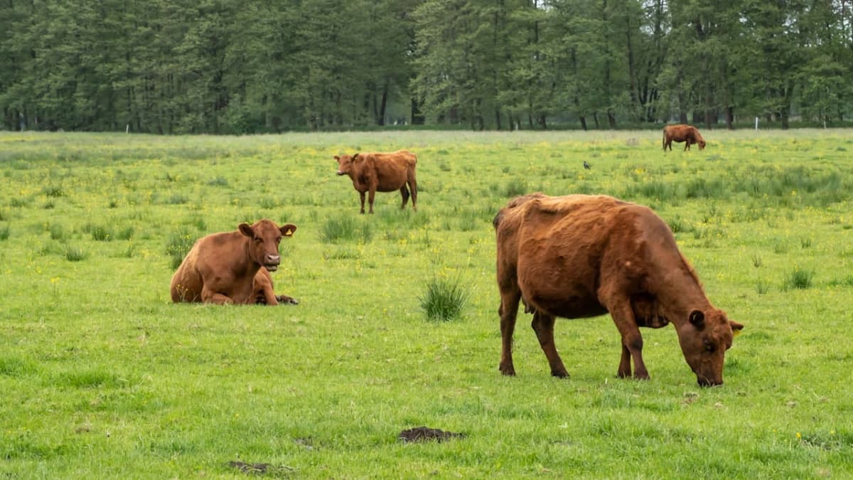 Immer wieder verschwinden Rinder von Weiden und aus Ställen
