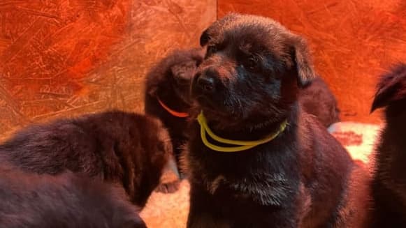 Fotos dieser süßen Rottweiler-Welpen, für die sich Tierquälerin Anna G. interessierte