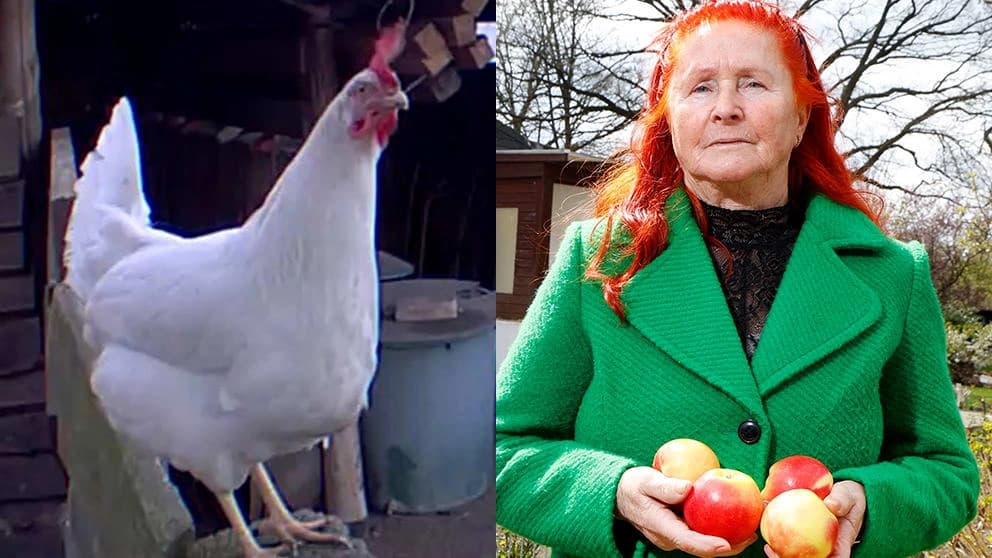 Wenn der Nachbar zum Feind wird: Die absurdesten Streitfälle Deutschlands