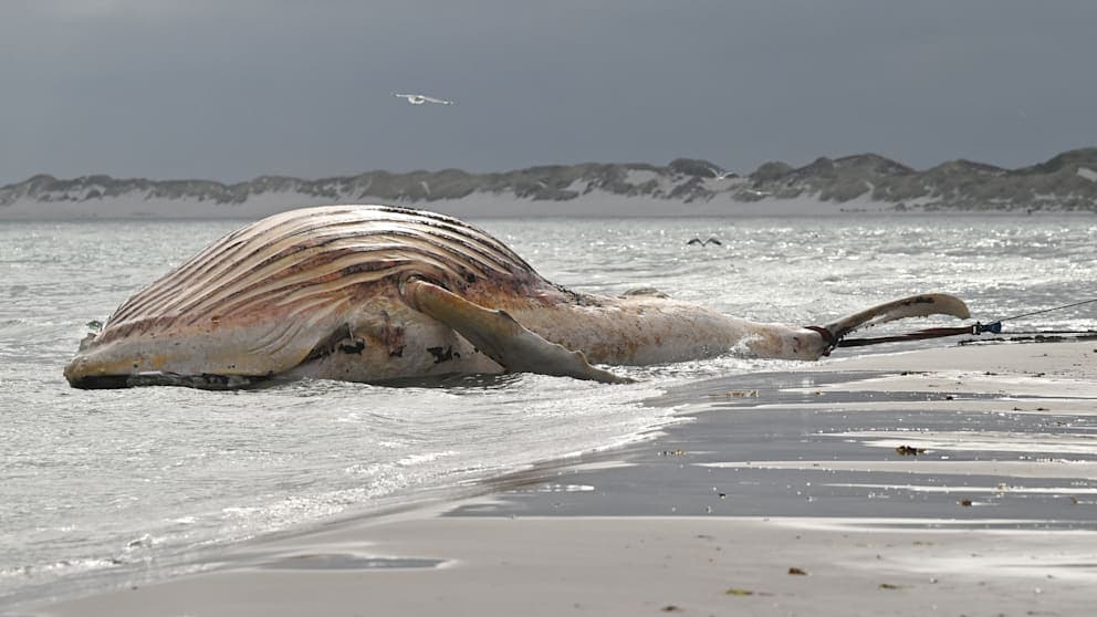 Der tot am Strand der dänischen Insel Anholt im Kattegat gefundene Buckelwal wurde als Timmy identifiziert.