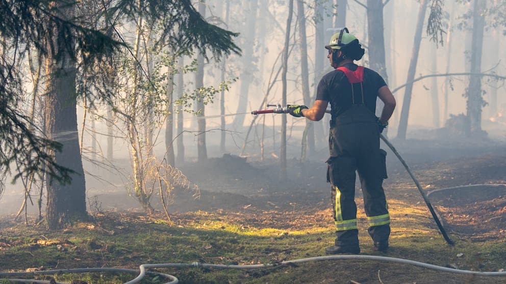 Ein Waldbrand in Hainburg (Hessen) vernichtete am Mittwoch 26.000 Quadratmeter. Die Feuerwehr konnte die Flammen rasch unter Kontrolle bringen.