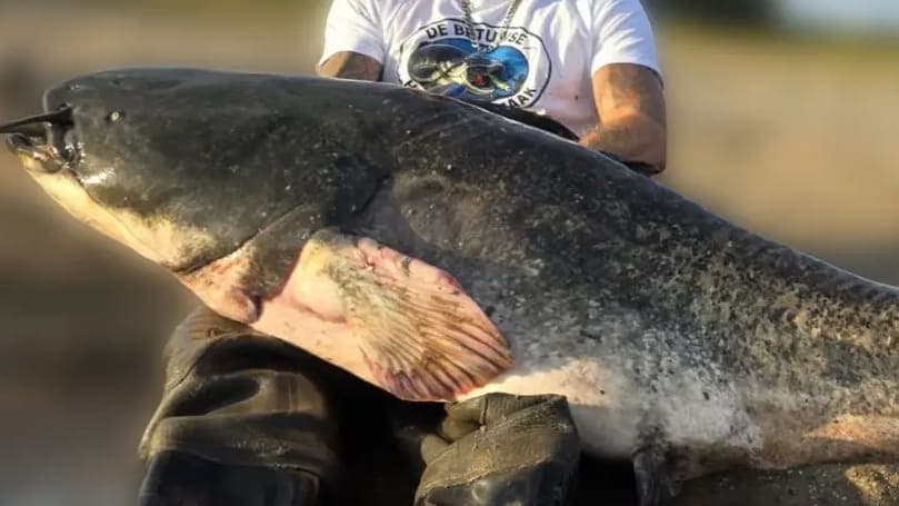 Der Angler knackte mit diesem Riesenwels den Rekord.