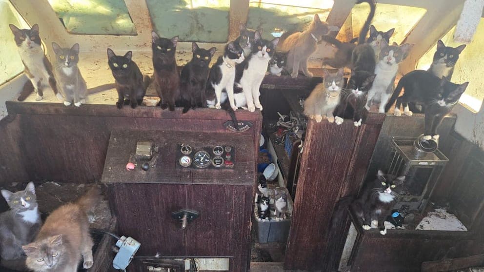 Auf einem verlassenen Segelboot entdeckte die Polizei 60 Katzen.